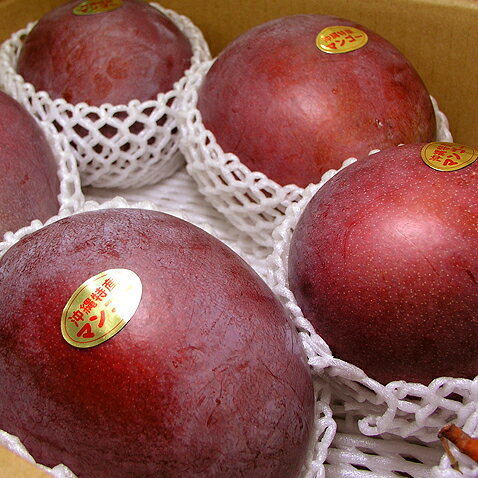 マンゴー レッドキーツ 沖縄 キーツマンゴー 赤 沖縄マンゴー 【700g~1kg】