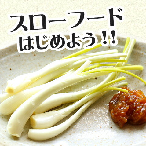 島らっきょう 生 500g 伊江島産 沖縄 沖縄お土産