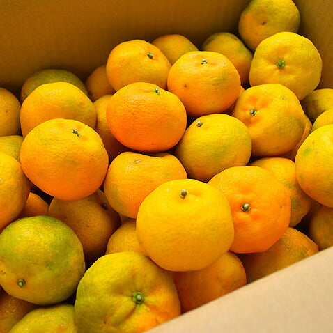 シークワーサー 果実 沖縄産 1kg フルーツ シークヮーサー