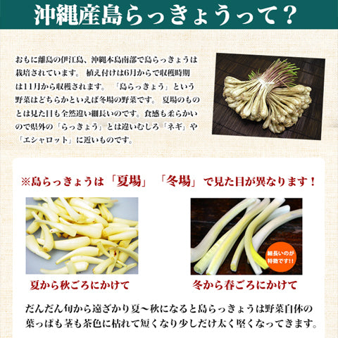 島らっきょう塩漬け 250g×3袋 お取り寄せ 芸能人 グルメ