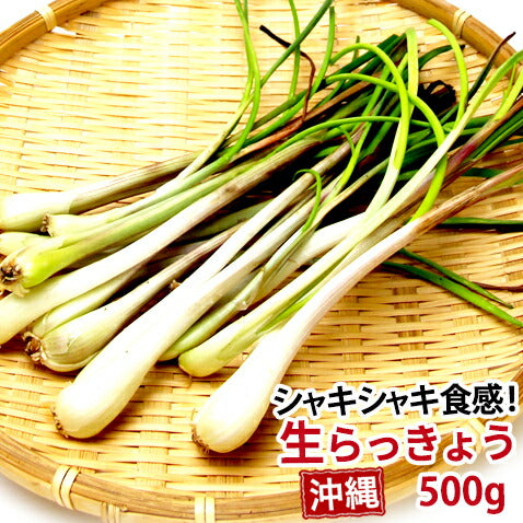 島らっきょう(生)500g前後 島らっきょう(生)500g前後 島らっきょう(生)500g前後 島らっきょう(生)500g前後 島らっきょう生500g伊江島産沖縄沖縄お土産 島らっきょう生500g伊江島産沖縄沖縄お土産 島らっきょう生500g伊江島産沖縄沖縄お土産 島らっきょう生500g伊江島産沖縄沖縄お土産 島らっきょう生500g伊江島産沖縄沖縄お土産 沖縄伊江島産島らっきょう500g前後 沖縄伊江島産島らっきょう500g前後 沖縄伊江島産島らっきょう500g前後 沖縄伊江島産島らっきょう500g前後