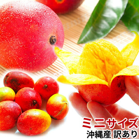 沖縄産ミニマンゴー500g前後 沖縄産ミニマンゴー500g前後★2セット以上購入で送料無料さらにオマケ特典付き 沖縄産ミニマンゴー500g前後 沖縄産ミニマンゴー500g前後 沖縄産ミニマンゴー500g前後 沖縄産ミニマンゴー500g前後 沖縄産ミニマンゴー500g前後 沖縄産ミニマンゴー500g前後 沖縄産ミニマンゴー500g前後 沖縄産ミニマンゴー500g前後 沖縄産ミニマンゴー500g前後 沖縄産ミニマンゴー500g前後 沖縄産ミニマンゴー500g前後 沖縄産ミニマンゴー500g前後 沖縄産ミニマンゴー500g前後 沖縄産ミニマンゴー500g前後★2セット以上購入で送料無料さらにオマケ特典付き 沖縄産ミニマンゴー500g前後★2セット以上購入で送料無料さらにオマケ特典付き