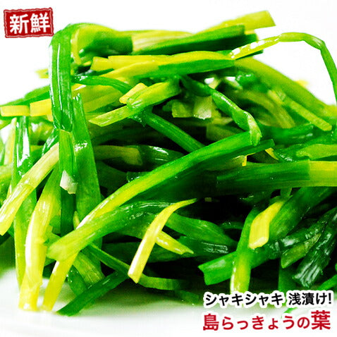 山将の島らっきょうの塩漬 山将の島らっきょうの塩漬 山将の島らっきょうの塩漬 山将の島らっきょうの塩漬 島らっきょうの葉塩漬100g他とは違うこだわりの逸品ご飯のお供おかず 島らっきょうの葉塩漬100g他とは違うこだわりの逸品ご飯のお供おかず 島らっきょうの葉塩漬100g他とは違うこだわりの逸品ご飯のお供おかず 島らっきょうの葉塩漬100g他とは違うこだわりの逸品ご飯のお供おかず 島らっきょうの葉塩漬100g他とは違うこだわりの逸品ご飯のお供おかず