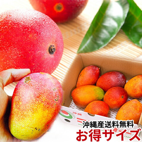 沖縄産ミニマンゴー500g前後 沖縄産ミニマンゴー500g前後★2セット以上購入で送料無料さらにオマケ特典付き 沖縄産ミニマンゴー500g前後 沖縄産ミニマンゴー500g前後 沖縄産ミニマンゴー500g前後 沖縄産ミニマンゴー500g前後 沖縄産ミニマンゴー500g前後 沖縄産ミニマンゴー500g前後 沖縄産ミニマンゴー500g前後 沖縄産ミニマンゴー500g前後 沖縄産ミニマンゴー500g前後 沖縄産ミニマンゴー500g前後 沖縄産ミニマンゴー500g前後★2セット以上購入で送料無料さらにオマケ特典付き 沖縄産ミニマンゴー500g前後★2セット以上購入で送料無料さらにオマケ特典付き 沖縄産ミニマンゴー500g前後★2セット以上購入で送料無料さらにオマケ特典付き 沖縄産ミニマンゴー500g前後★2セット以上購入で送料無料さらにオマケ特典付き